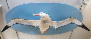 south-georgia-museum-grytviken-stuffed-albatross