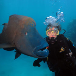 Great-Barrier-Reef-Quicksilver-Chunk-maori-wrasse-Janet-underwater