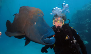 Great-Barrier-Reef-Quicksilver-Chunk-maori-wrasse-Janet-underwater