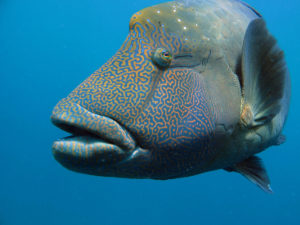 Maori-Wrasse-Napoleon-fish