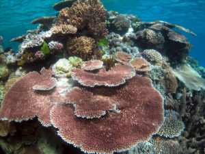 Great-Barrier-Reef-Plate-Coral