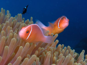 Great-Barrier-Reef-Pink-Anemonefish