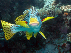 Great-Barrier-Reef-Sweetlips-fish