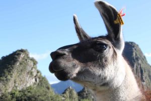 Machu-Picchu-llama-face