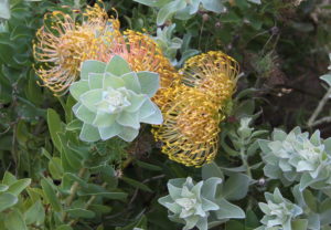 Cape-Town-Table-Mountain-flower