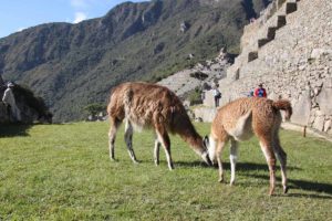 Machu-Picchu-llamas-grazing