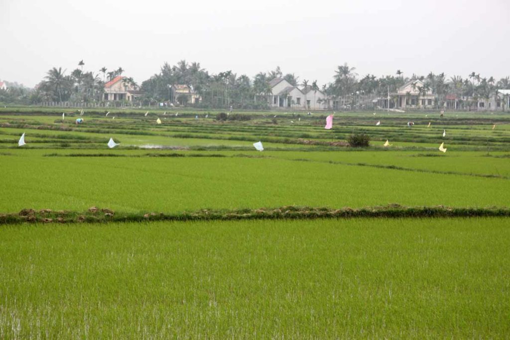 Vietnam-Hoi-An-rice-field