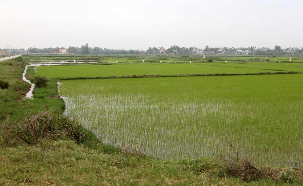 Vietnam-Hoi-An-rice-paddy-on-bike-ride