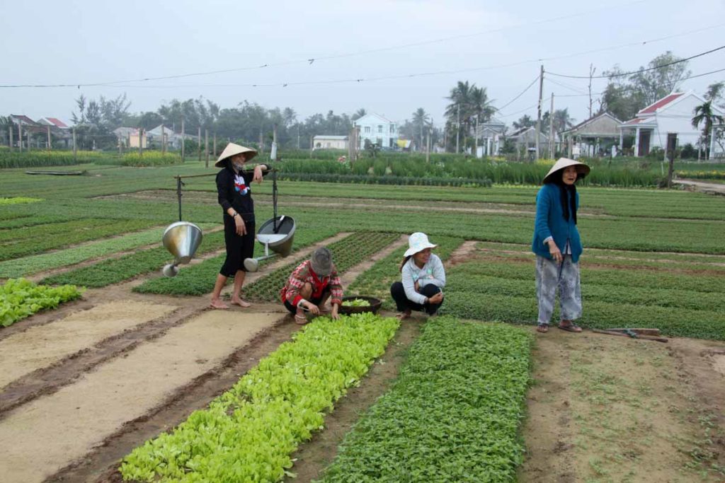 Vietnam-Hoi-An-vegetable-farmers