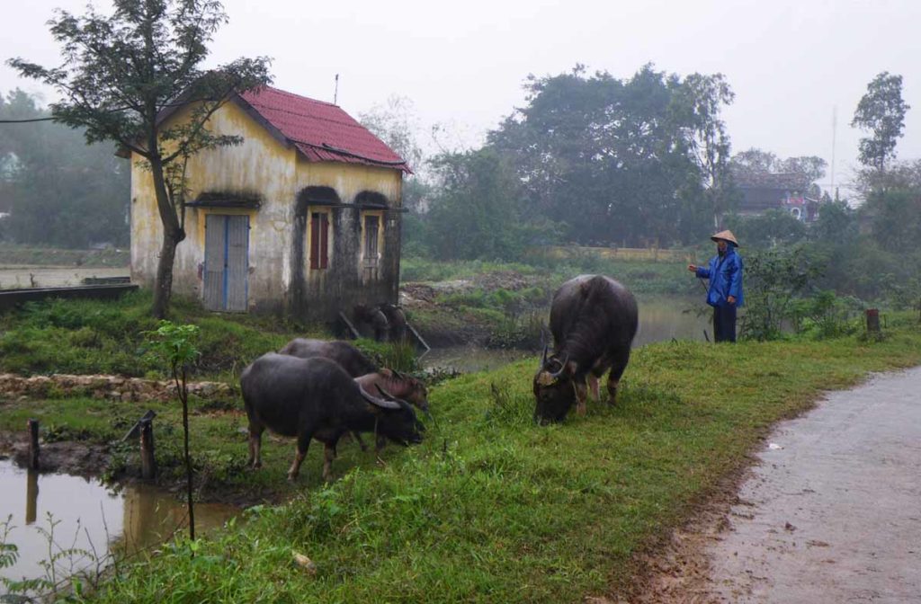 Vietnam-water-buffalo-by-road