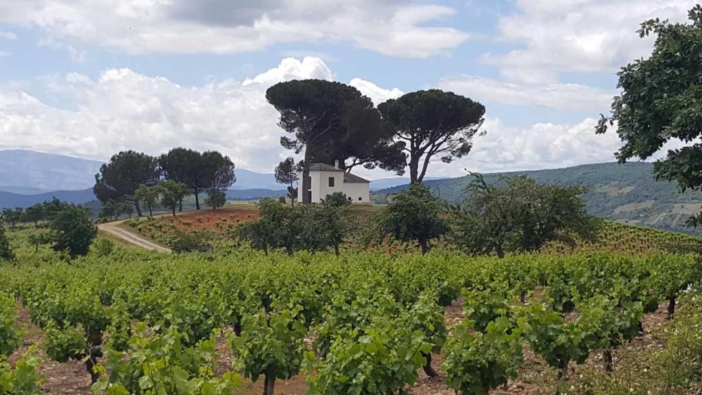 spain-camino-walk-vineyards-church