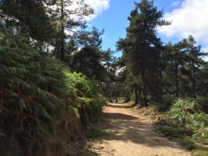 spain-camino-scenery-forest-path