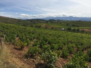 spain-camino-scenery-vineyards