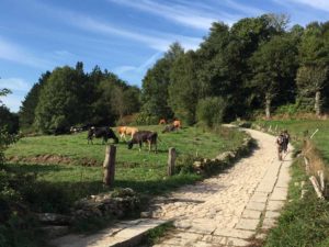 spain-camino-walking-beside-cow-pasture