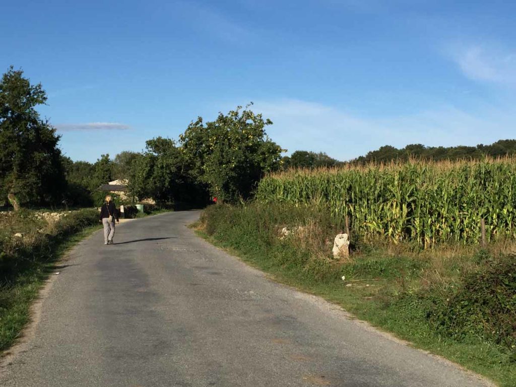 spain-camino-road-through-corn-field