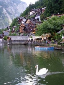 austria-hallstatt-view-of-town-houses-swan-on-lake