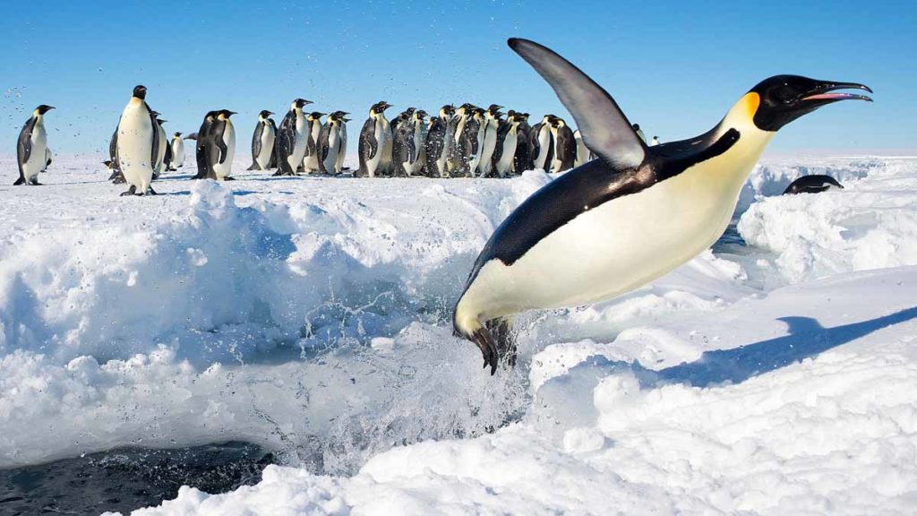 Antarctica-Emperor-Penguin