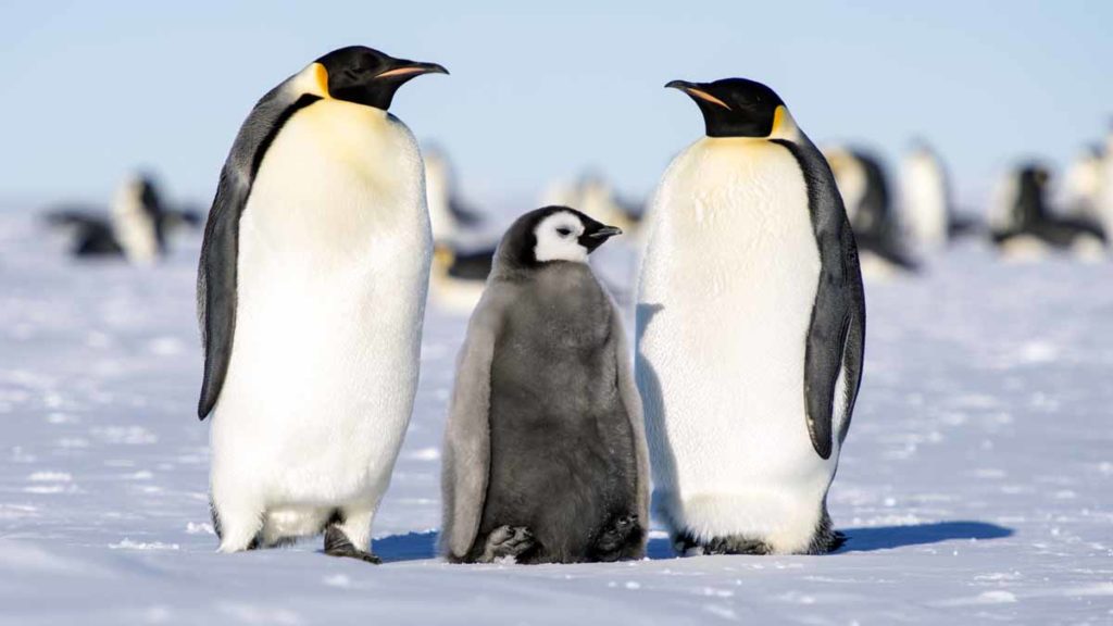 Antarctica-Emperor-Penguin-with-baby