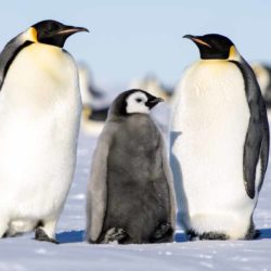 Antarctica-Emperor-Penguin-with-baby