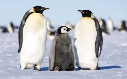 Antarctica-Emperor-Penguin-with-baby