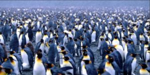 antarctica-penguin-colony