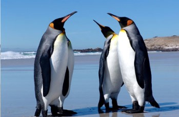 south-georgia-island-king-penguins-on-beach