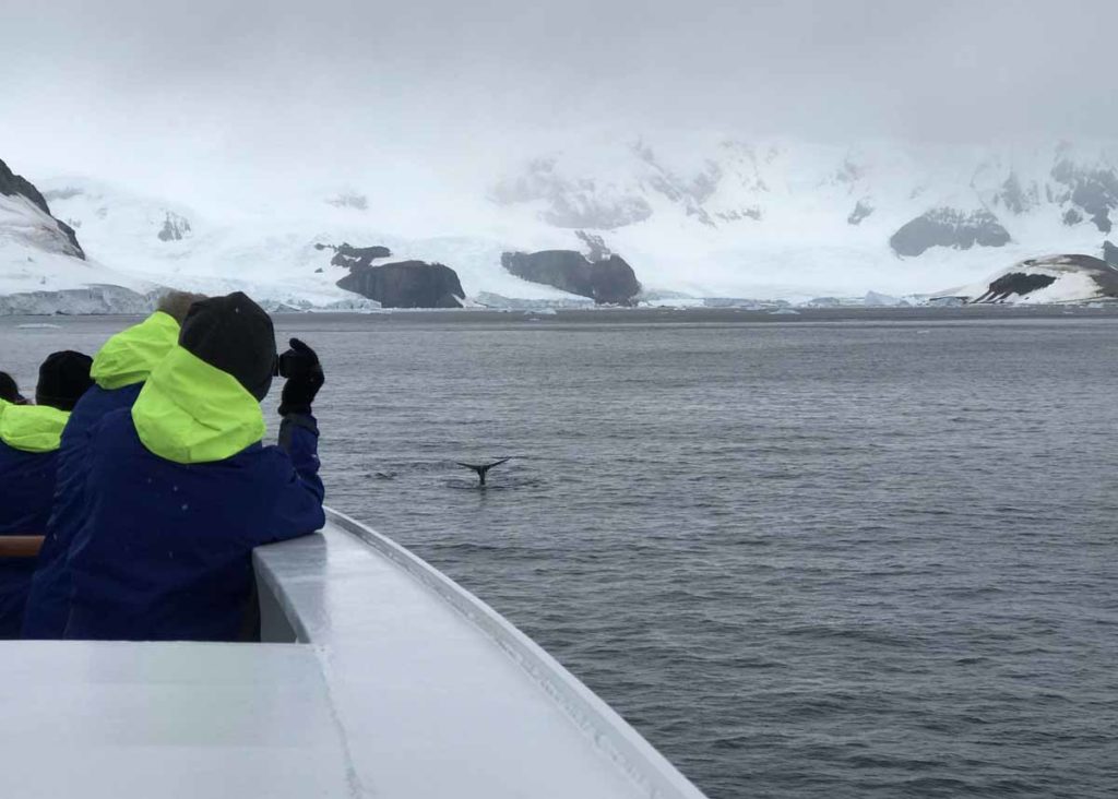 ms-fram-antarctica-humpback-whale