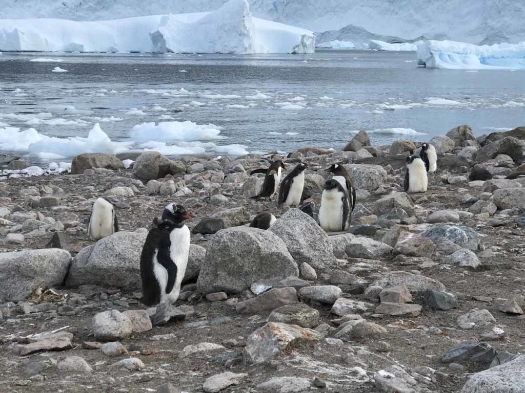 antarctica-neko-harbor-gentoo-penguins