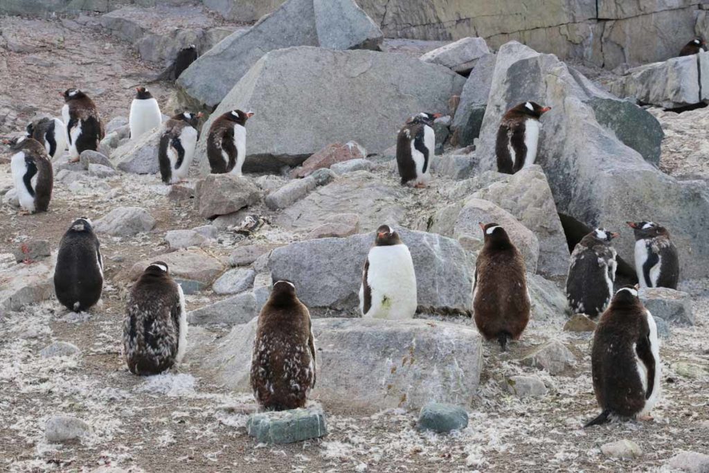 antarctica-neko-harbor-gentoo-penguins