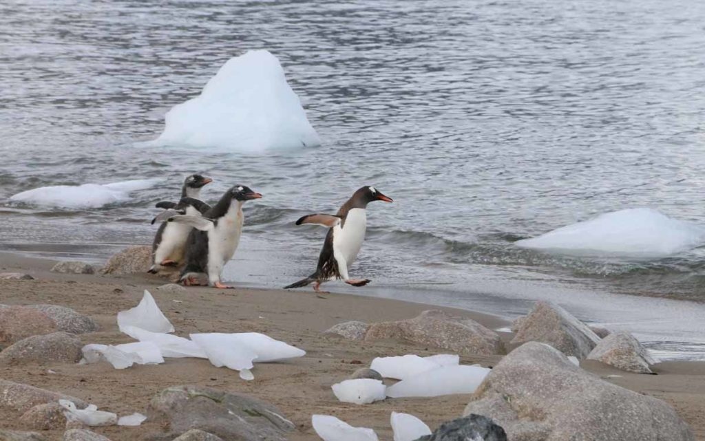 antarctica-neko-harbor-penguins-walk-on-beach