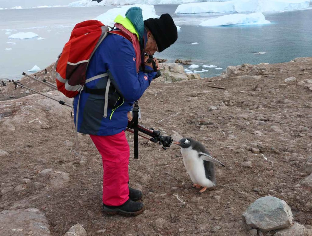 antarctica-neko-harbor-friendly-penguin