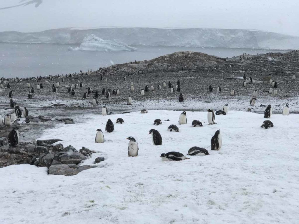 antarctica-damoy-hut-landing-penguins