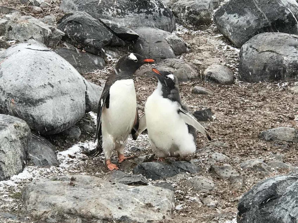 antarctica-damoy-hut-gentoo-penguins