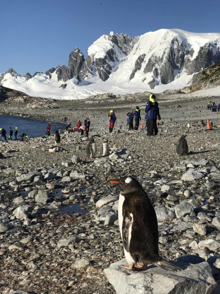 antarctica-cuverville-island-penguins