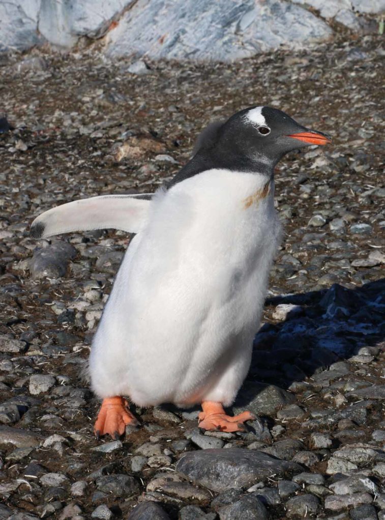 antarctica-cuverville-island-penguin