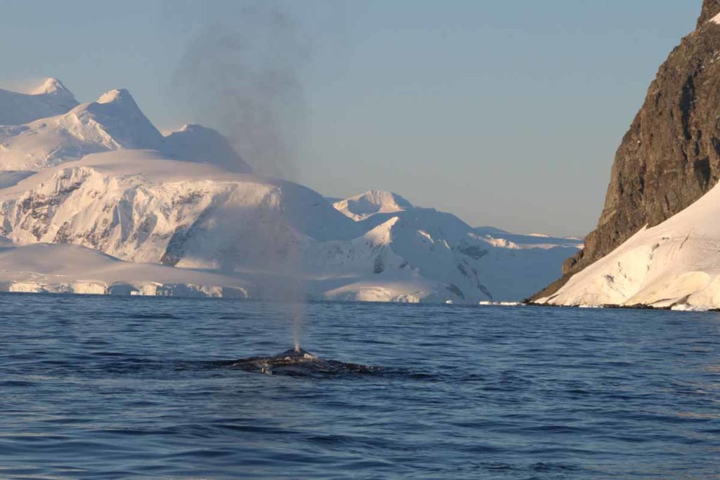 antarctica-cuverville-island-humpback-whale-spout