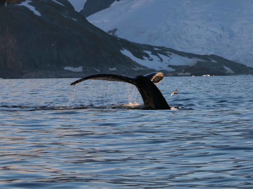 antarctica-cuverville-island-humpback-whale-fluke