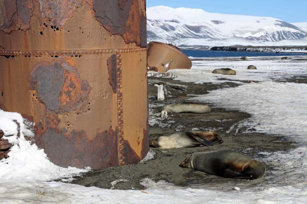 antarctica-deception-island-whalers-bay-fur-seals