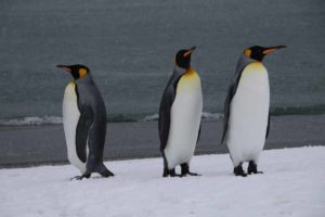 south-georgia-island-king-penguins