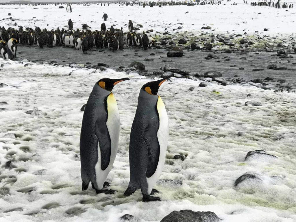 south-georgia-king-penguins-st.-andrews-bay