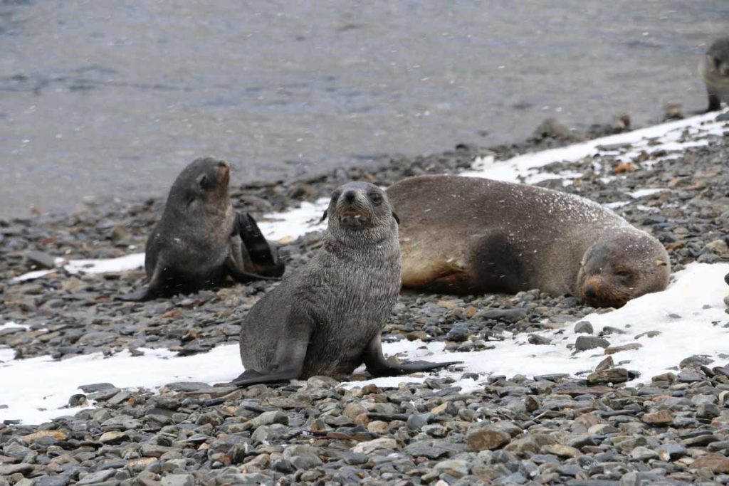south-georgia-island-stromness-baby-fur-seals