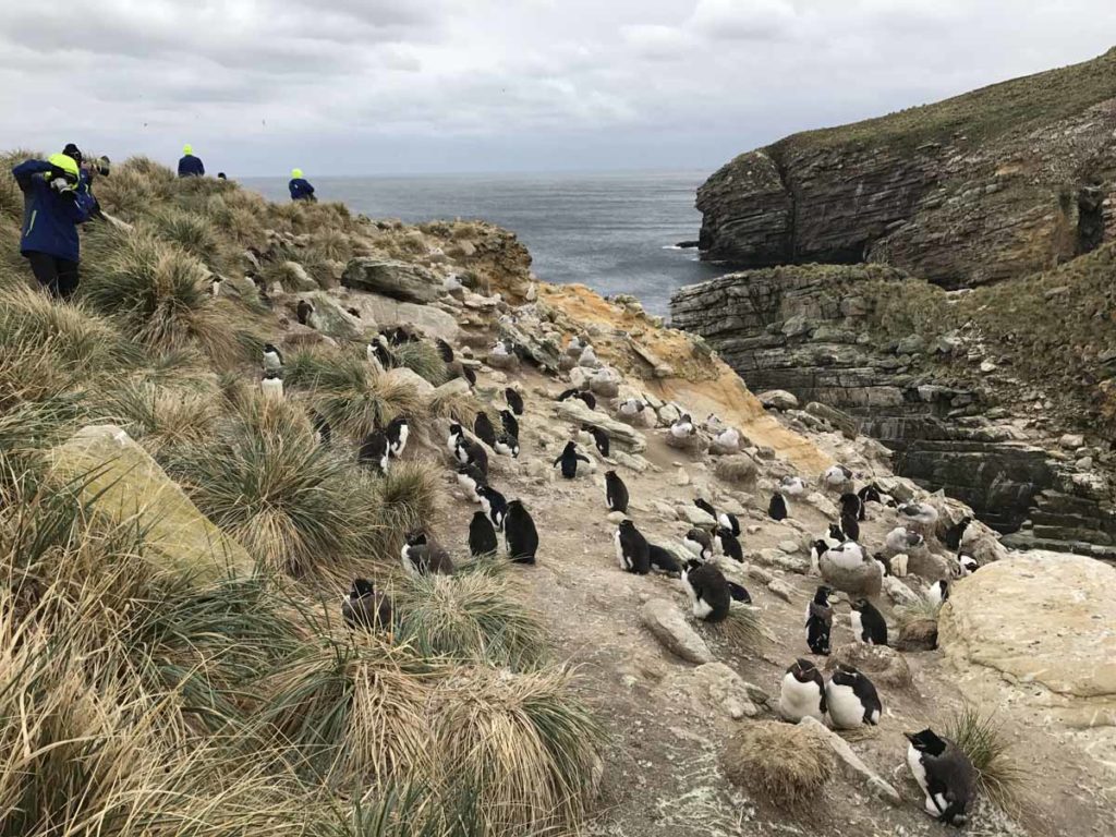 Falklands-new-island-rockhopper-penguin-colony