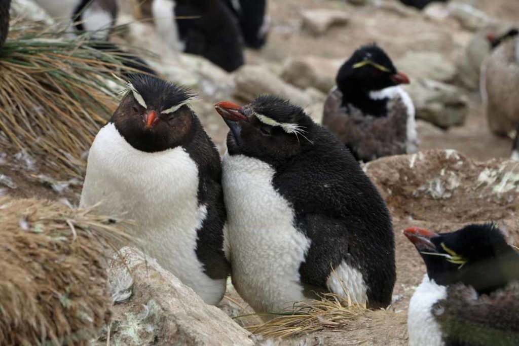 Falkland-islands-rockhopper-penguins