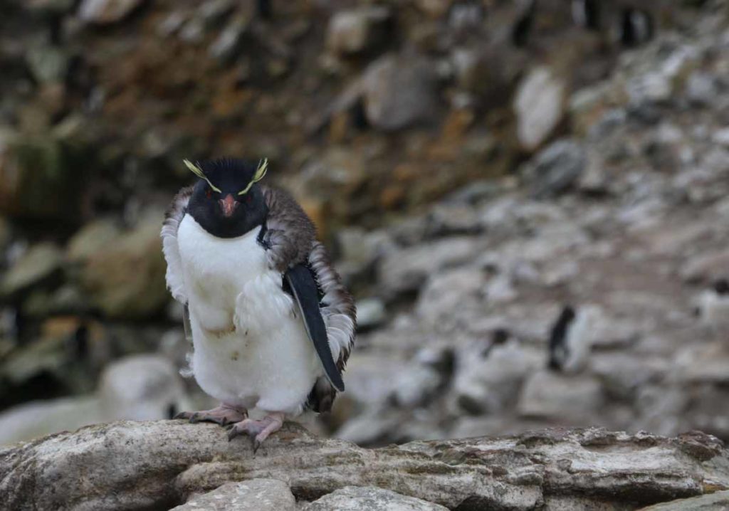 Falkland-islands-rockhopper-penguin