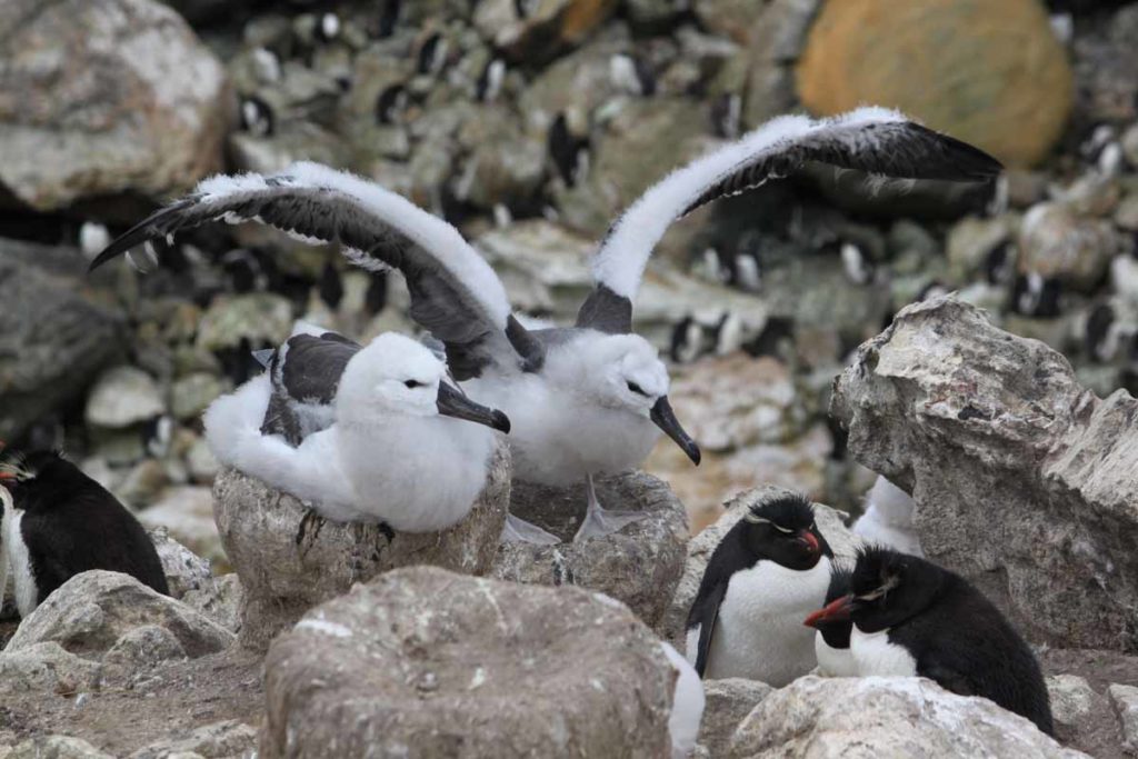 Falklands-rockhopper-penguin-baby-albatross