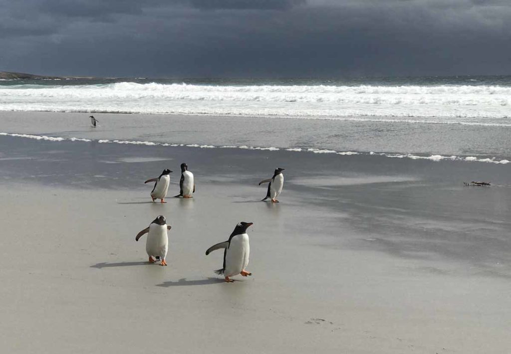Falkland-islands-Saunders-island-penguins-beach