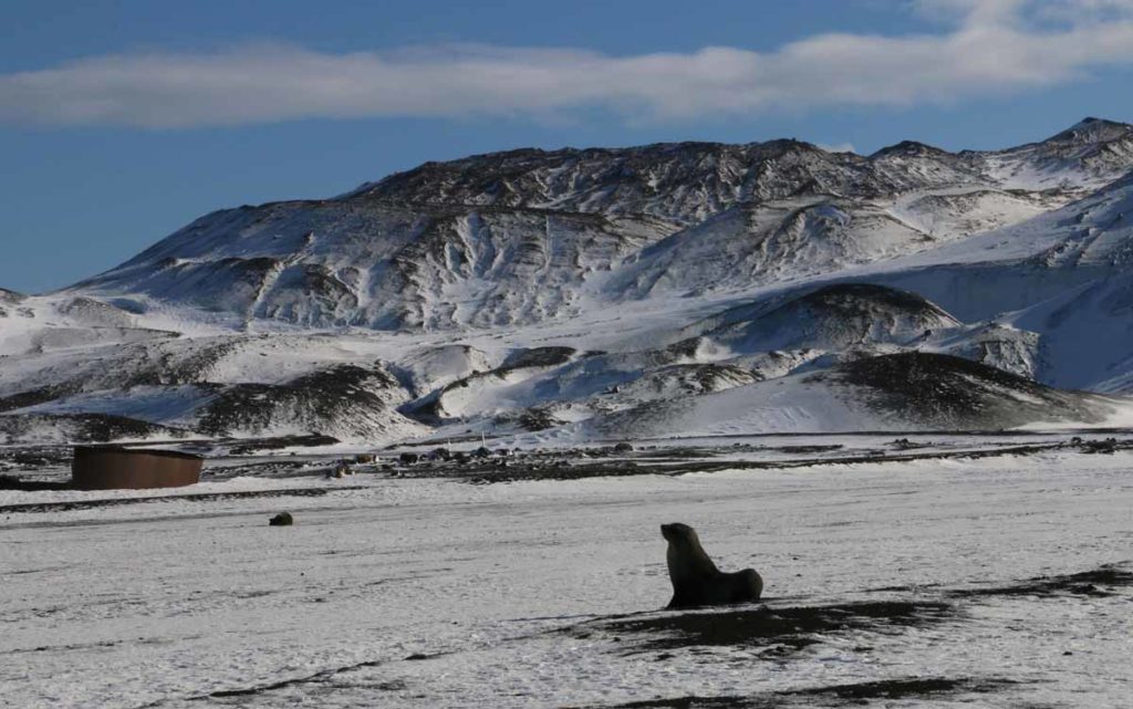 Antarctica-Deception-Island-whalers-bay-fur-seal
