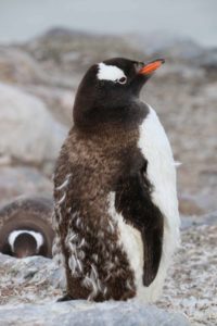 Antarctica-gentoo-penguin-molting