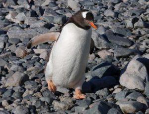 Antarctica-gentoo-penguin-walking