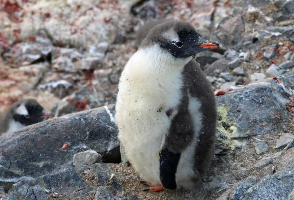 Antarctica-gentoo-penguin-puffy-chick